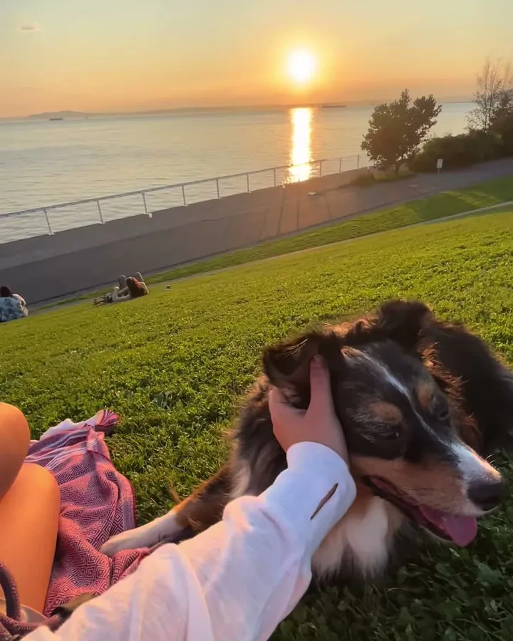 Zola the Australian Shepherd at sunset in Seattle